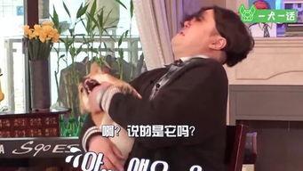 日韩人狗视频网站,温馨瞬间,跨越物种的友谊 日韩人狗视频网站,温馨瞬间,跨越物种的友谊